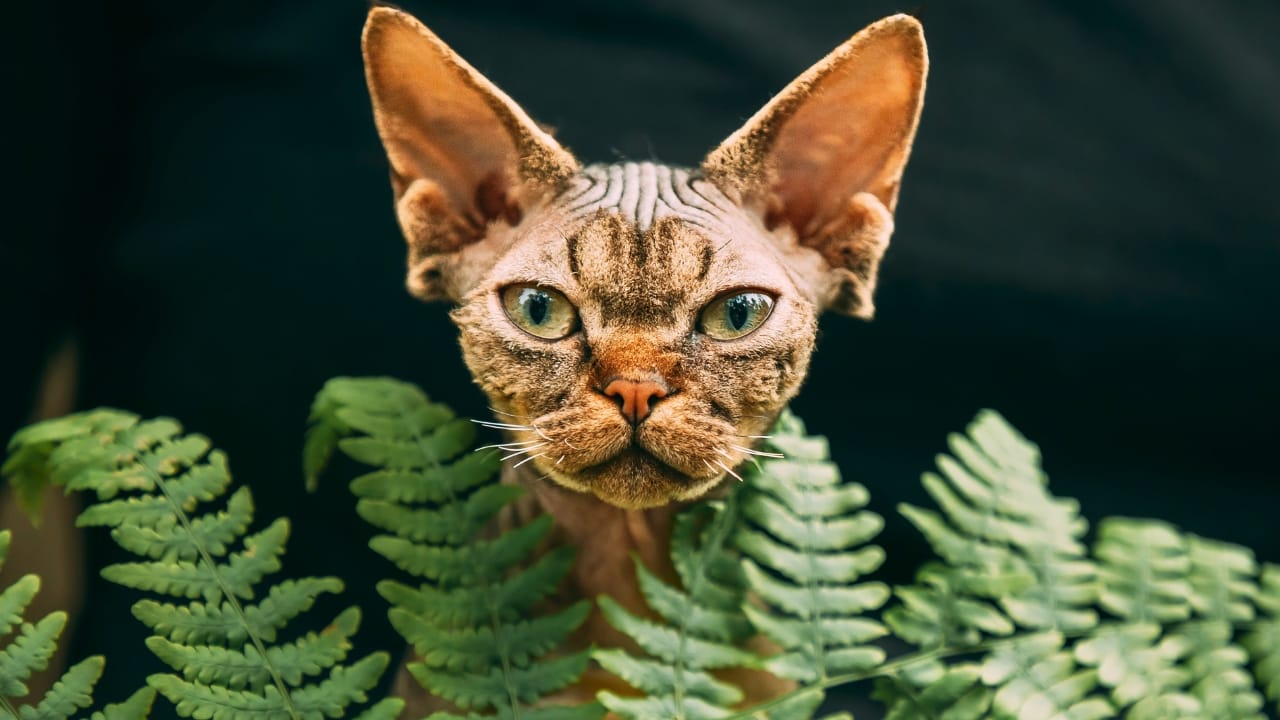 16 of The Most Eye-Catching Brown Cat Breeds - Devon Rex Cat ss2482960227
