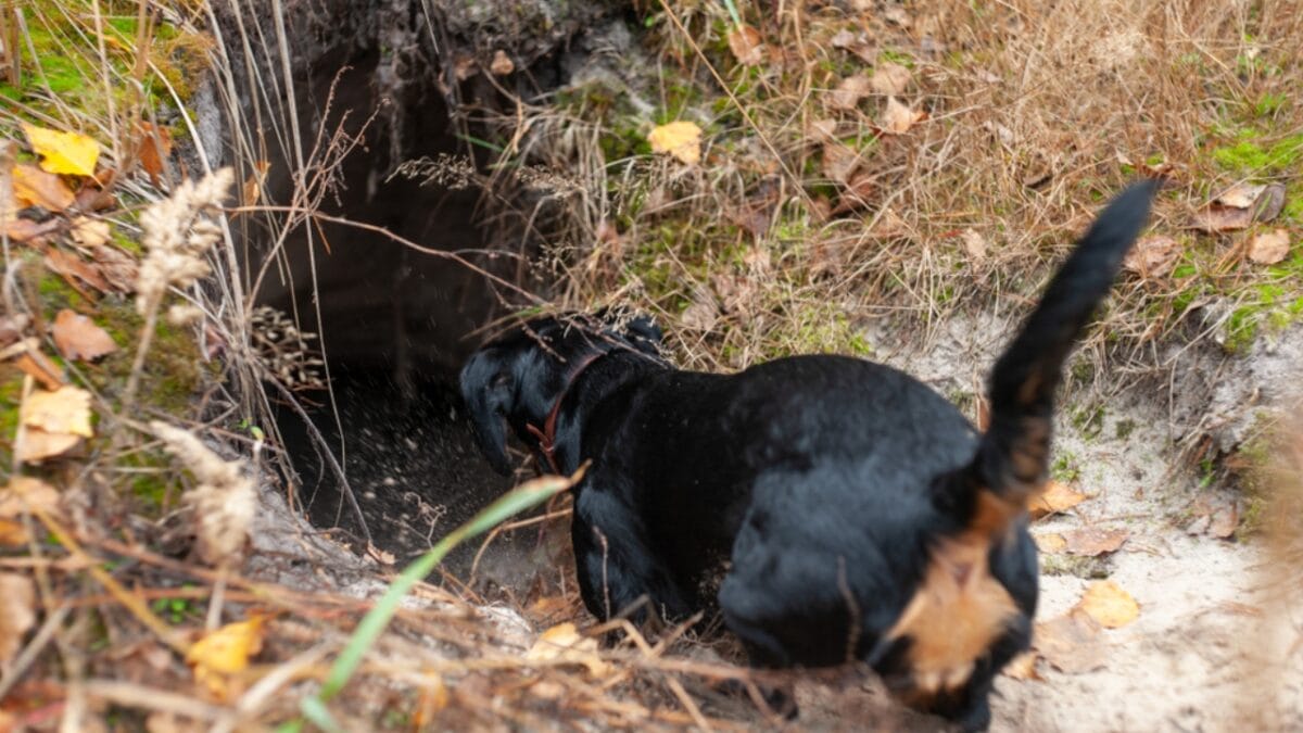 18 Brilliant Ways to Banish Groundhogs from Your Garden - Dog In Burrow ss1546223762