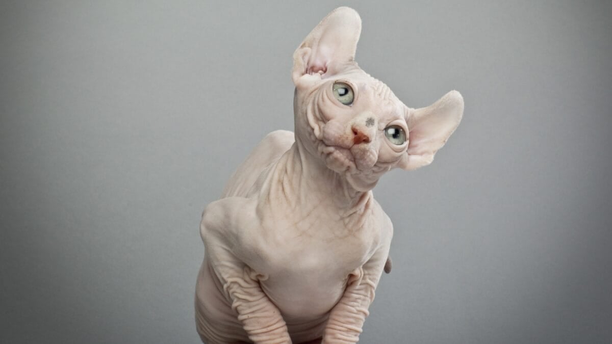 10 Weird Cat Breeds Most People Have Never Seen - Elf Cat ss124531846