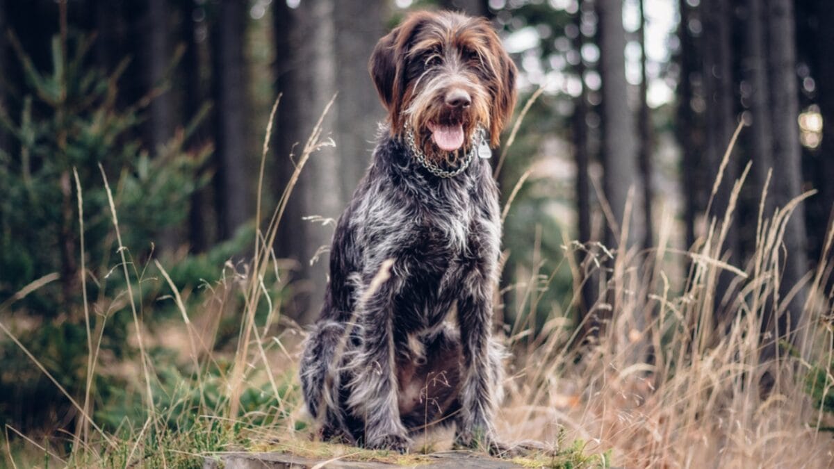 10 Unique Traits of the Wirehaired Pointing Griffon, Thanks to Mendel - Griffon dp440643332