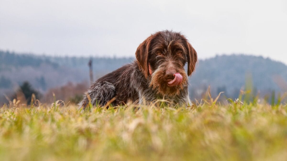 10 Unique Traits of the Wirehaired Pointing Griffon, Thanks to Mendel - Griffons Are Gaining Popularity as Versatile Sporting Dogs dp254996992