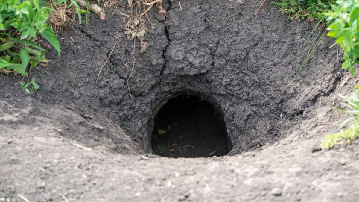 18 Brilliant Ways to Banish Groundhogs from Your Garden - Ground Hog Burrow ss1626567649