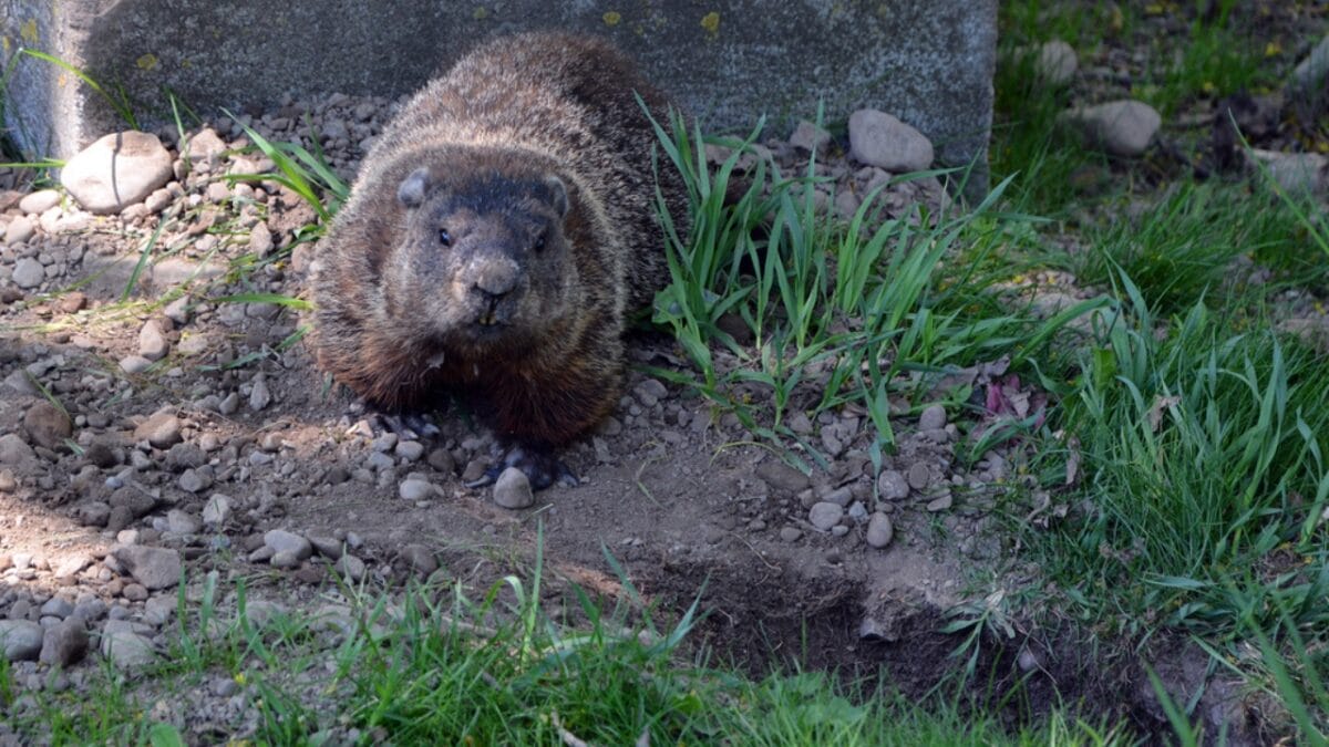 18 Brilliant Ways to Banish Groundhogs from Your Garden - Groundhog Smell dp380599312