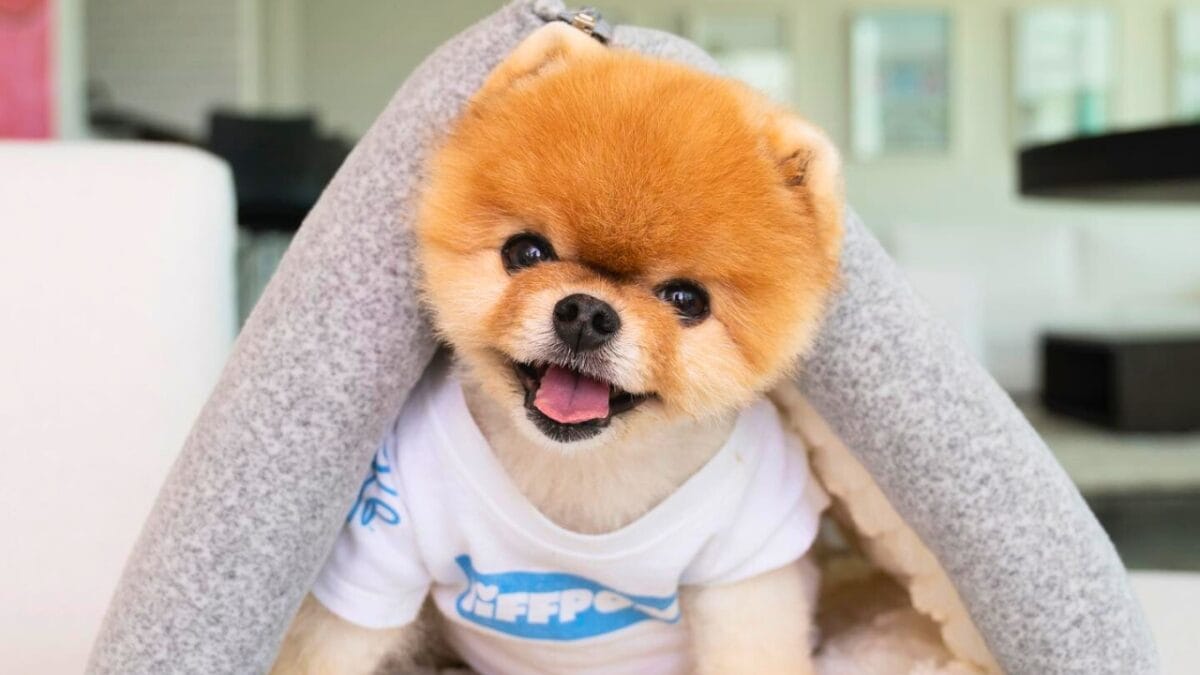 9 Irresistible Dogs You Need to Follow on Instagram - JIFF POM mj