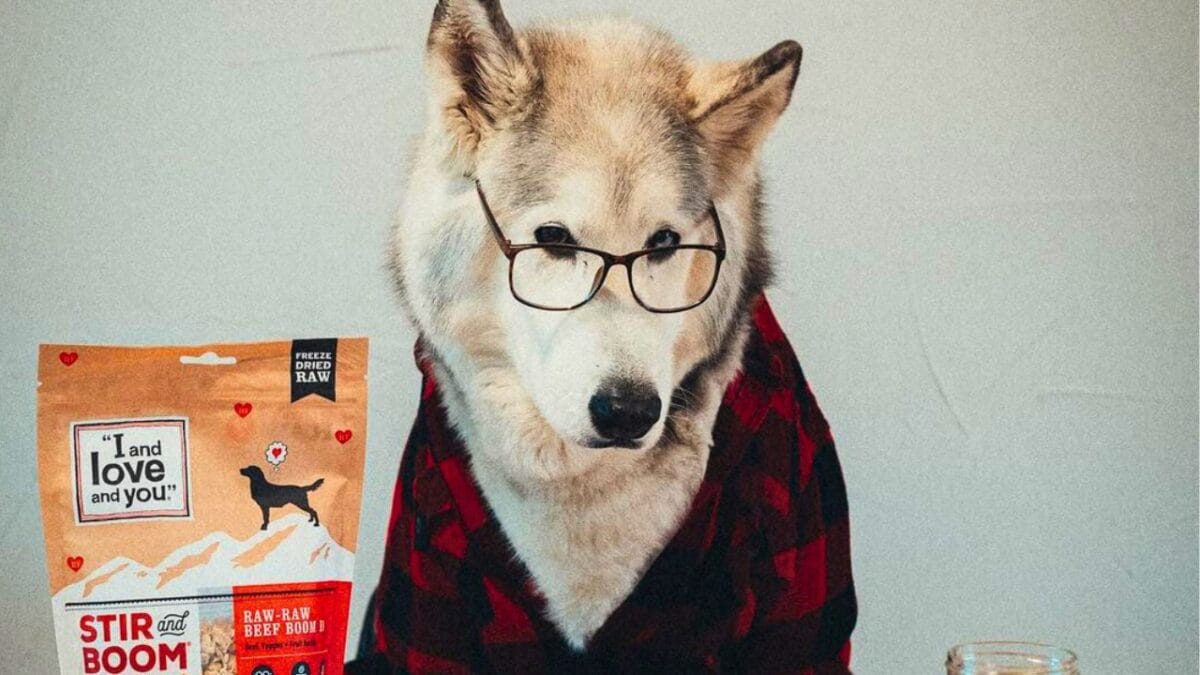 9 Irresistible Dogs You Need to Follow on Instagram - LOKI THE WOLFDOG mj