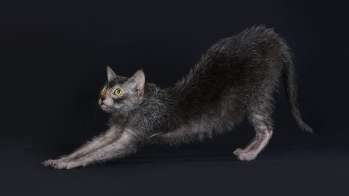 10 Weird Cat Breeds Most People Have Never Seen - Lykoi ss2282459537
