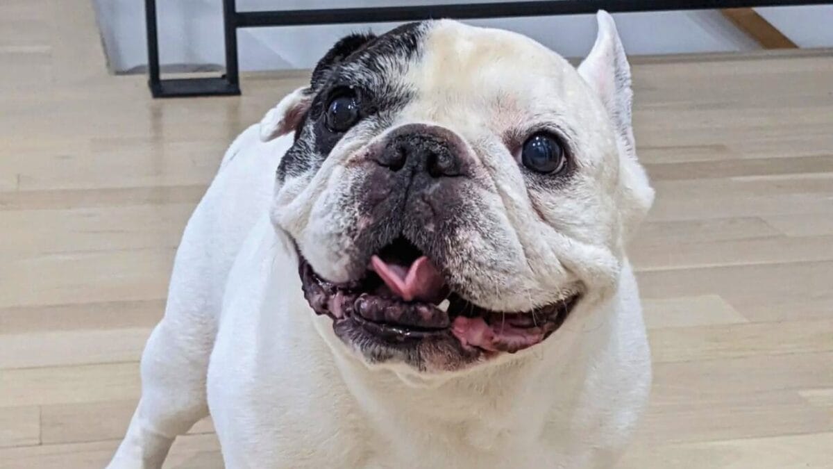 9 Irresistible Dogs You Need to Follow on Instagram - MANNY THE FRENCHIE mj