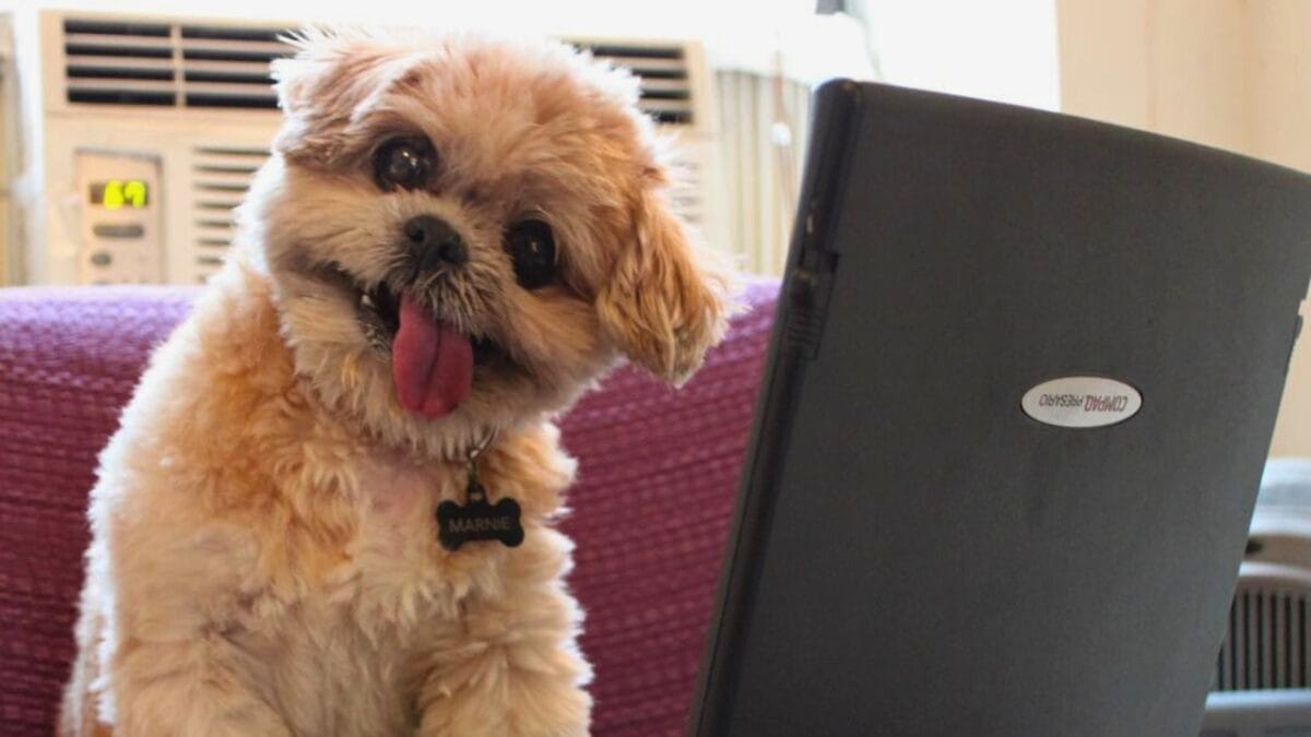 9 Irresistible Dogs You Need to Follow on Instagram - MARNIE THE DOG mj 1