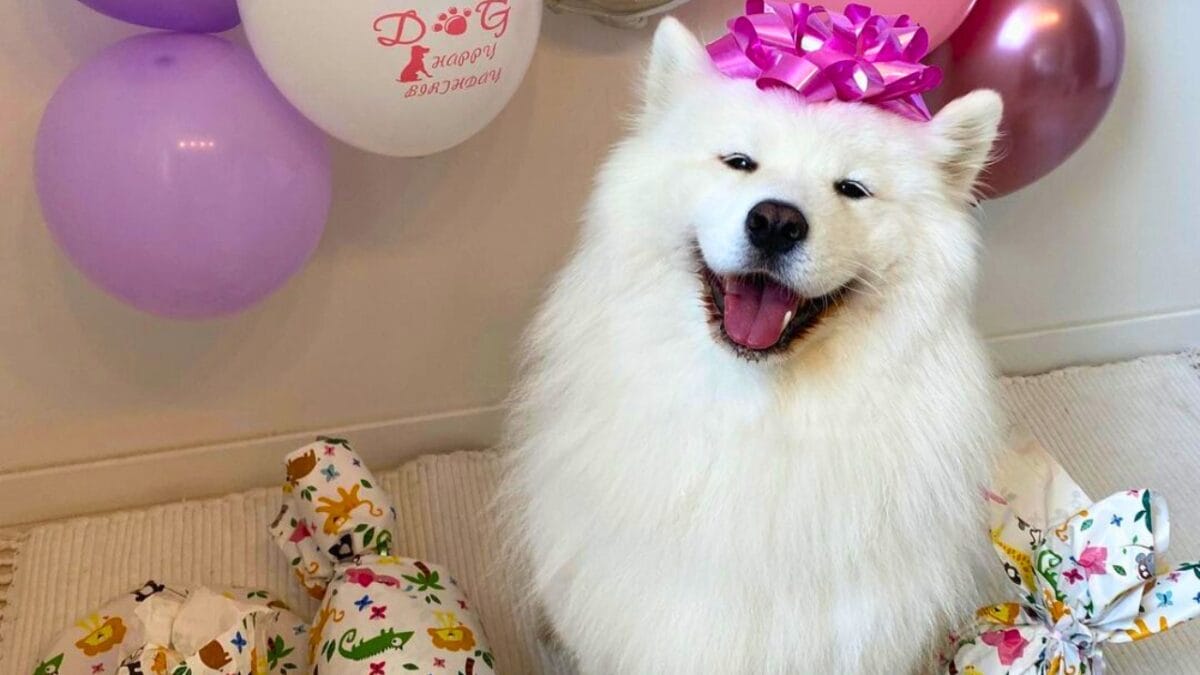 9 Irresistible Dogs You Need to Follow on Instagram - MAYA THE SAMOYED mj
