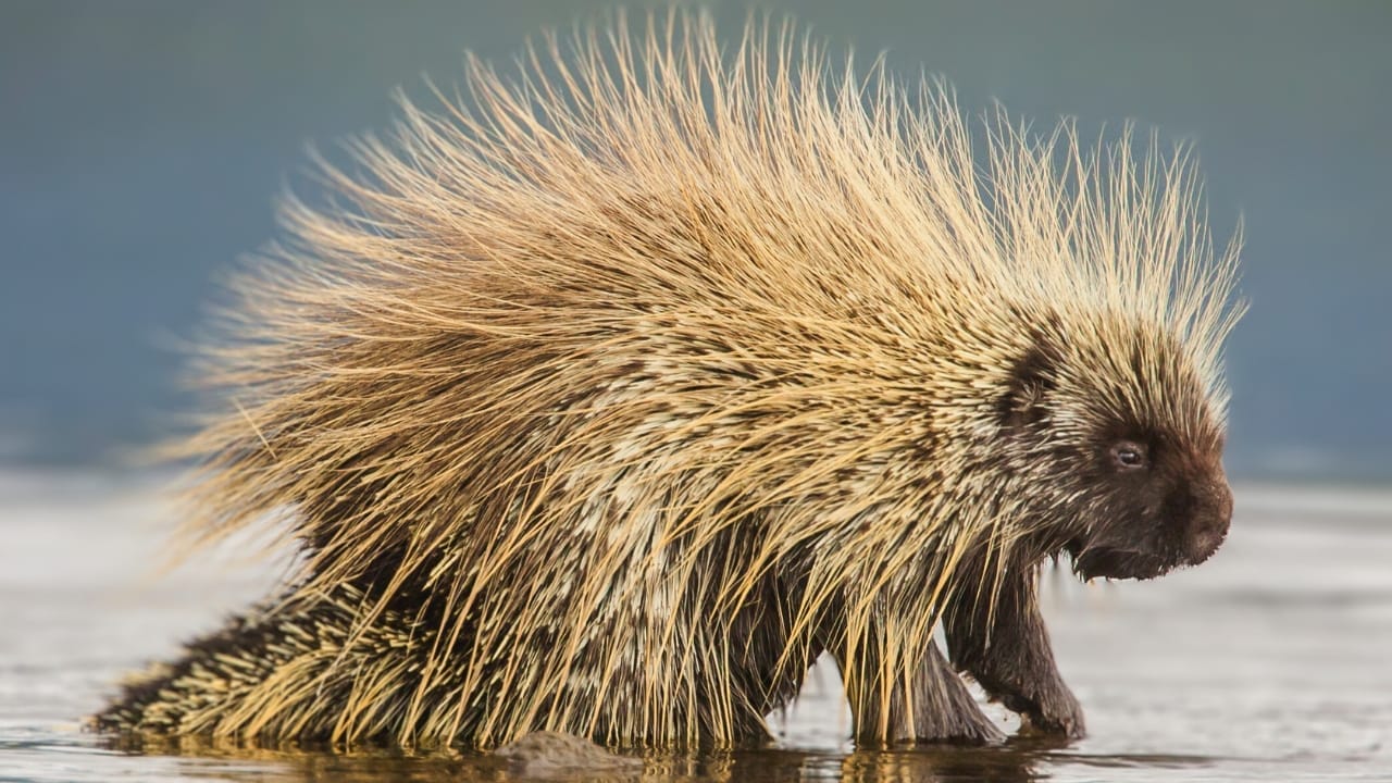 North America's Only Porcupines: Insights from a Recent Fossil Discovery - North American Porcupine Erethizon dorsatum ss771903250