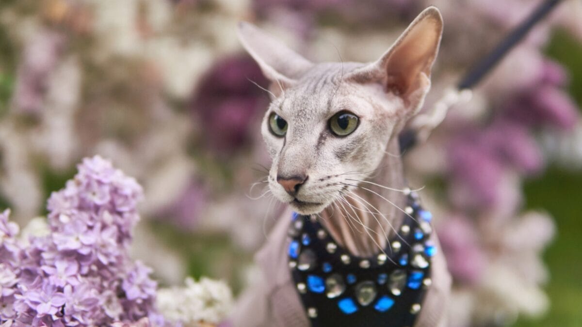 15 Expensive Cat Breeds That Will Make Your Wallet Meow - Peterbald ss1983799439