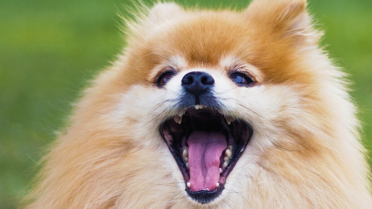 10 Things You Need to Know Before Getting a Pomeranian - Pomeranian Barking dp337910818