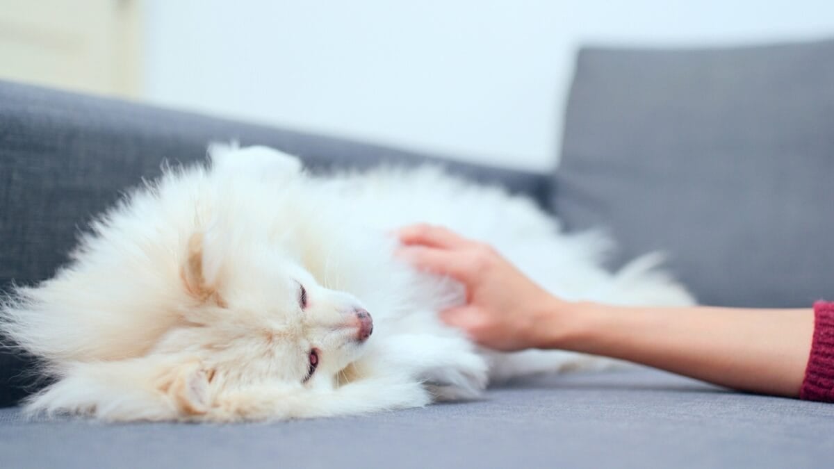 10 Things You Need to Know Before Getting a Pomeranian - Pomeranian lying down dp189684780 1