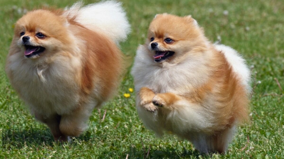 10 Things You Need to Know Before Getting a Pomeranian - Pomeranian running dp8207870