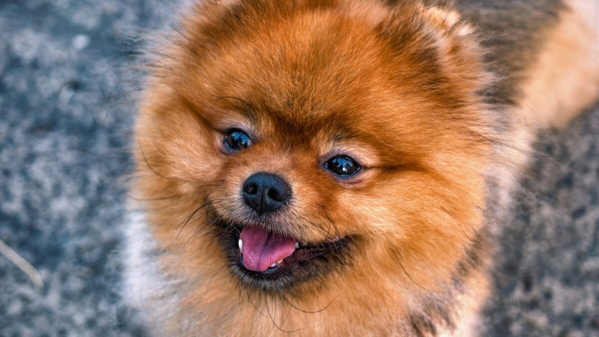 10 Things You Need to Know Before Getting a Pomeranian - Pomeranian smilling dp473114670