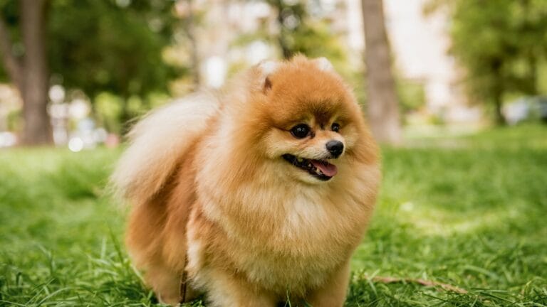 15 Dog Breeds Known for Their Fluffy, Cuddly Puppies
