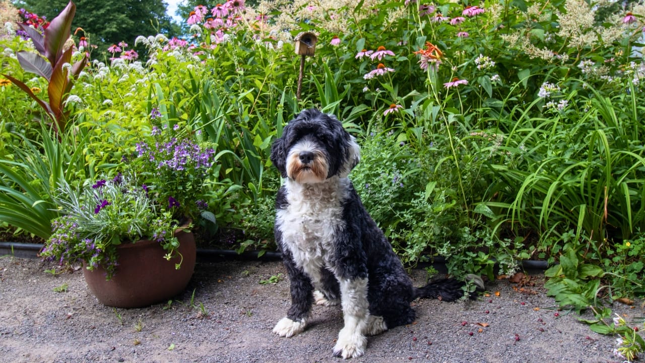 10 Things That Make Portuguese Water Dogs So Easy to Love - Portuguese Water Dog ss2198049257