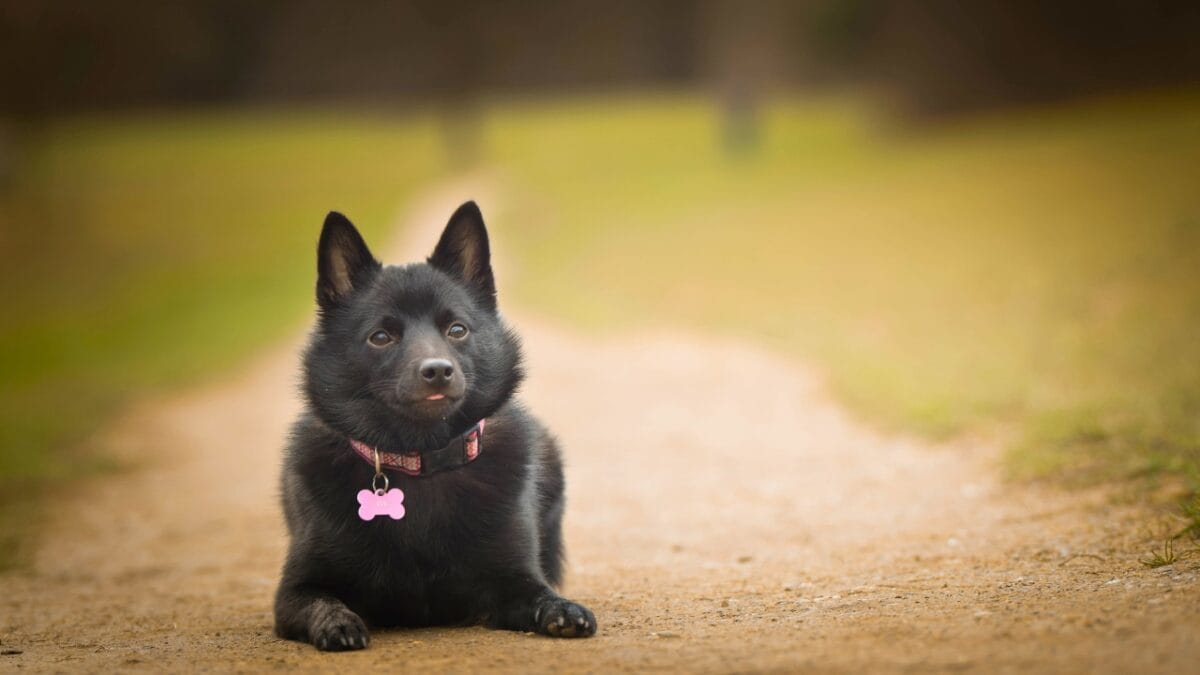 Meet 20 Adorable Dog Breeds with Pointy Ears & Unique Personalities - Puppy of schipperke dp373164204