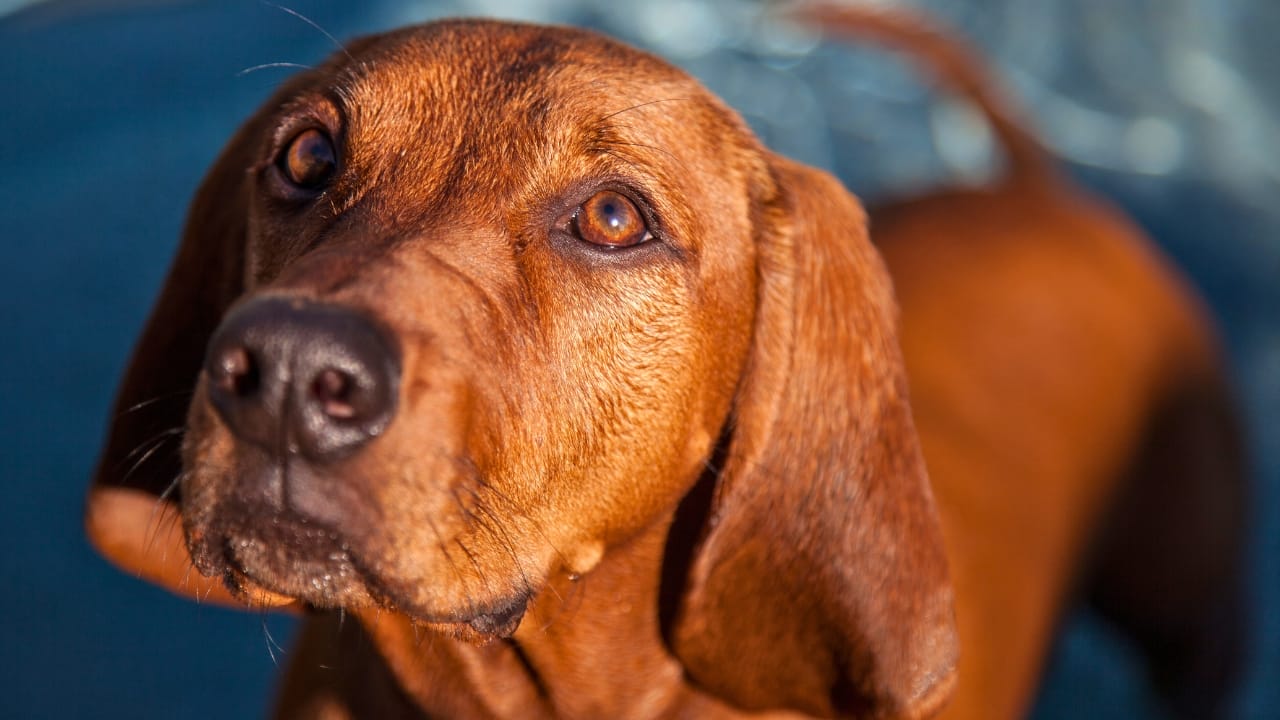 6 Tips for Socializing Your Redbone Coonhound (Great for Any Dog Breed) - Redbone Coonhound dog ss286915433