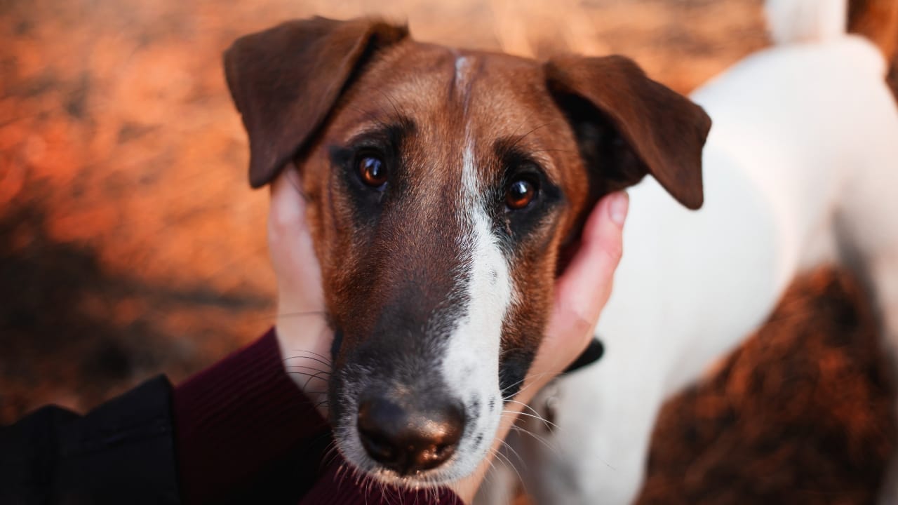 10 Energetic Traits That Make the Smooth Fox Terrier Stand Out - Smooth Fox Terrier ss1234274317