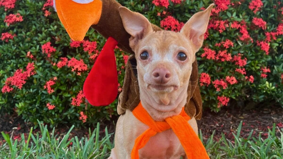 9 Irresistible Dogs You Need to Follow on Instagram - TUNA ig mj