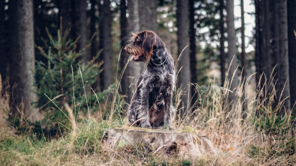 10 Unique Traits of the Wirehaired Pointing Griffon, Thanks to Mendel - The Breed Nearly Disappeared after World War II dp440643470