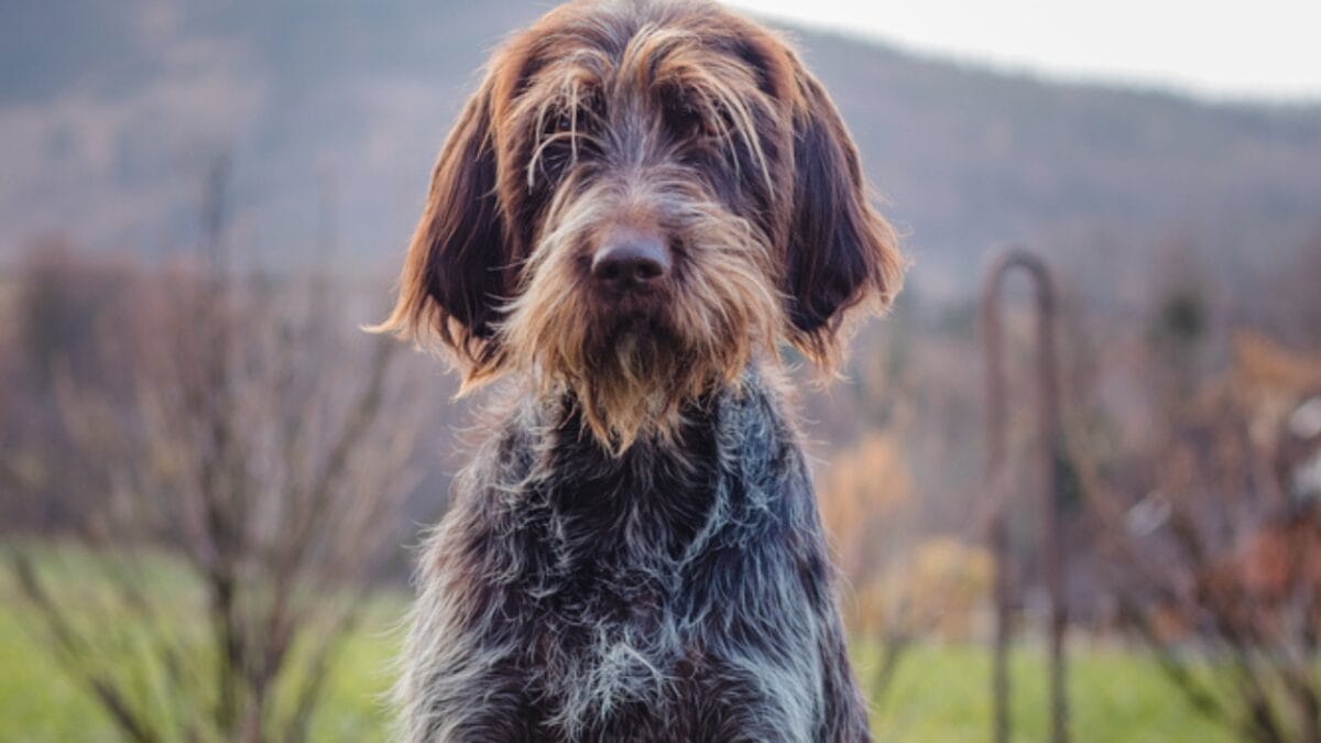 10 Unique Traits of the Wirehaired Pointing Griffon, Thanks to Mendel - The Breed Was Inspired by Gregor Mendel Genetics Research dp445780924