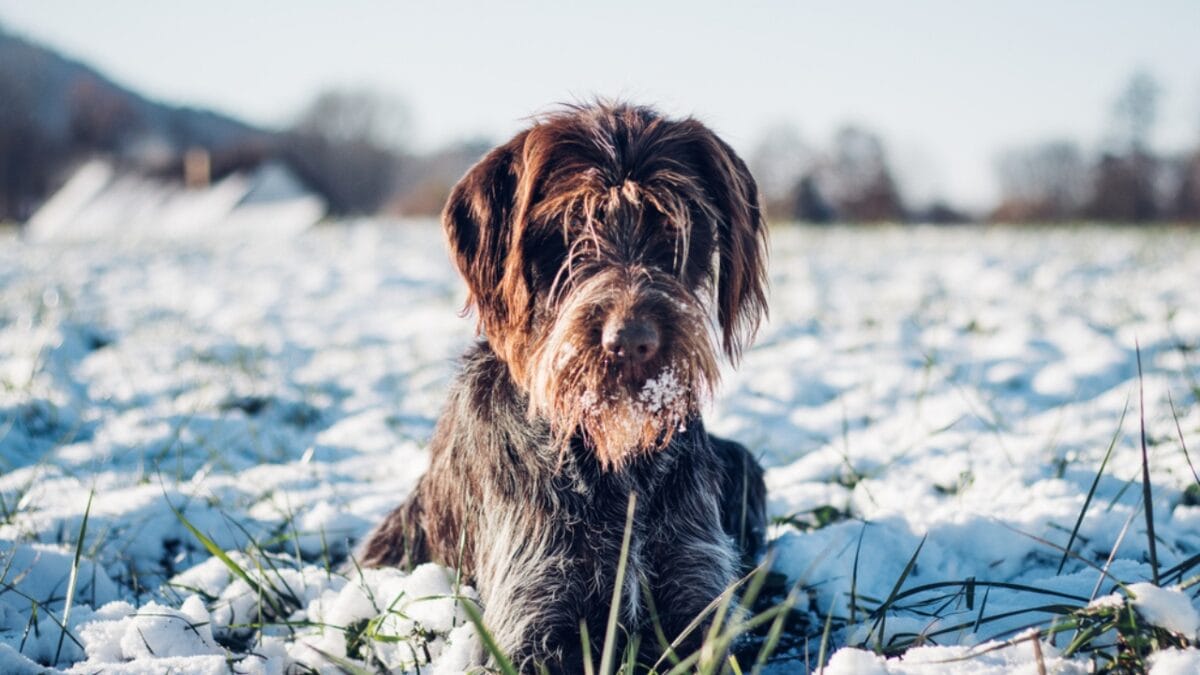10 Unique Traits of the Wirehaired Pointing Griffon, Thanks to Mendel - Their Wiry Coat Serves a Practical Purpose dp440555366