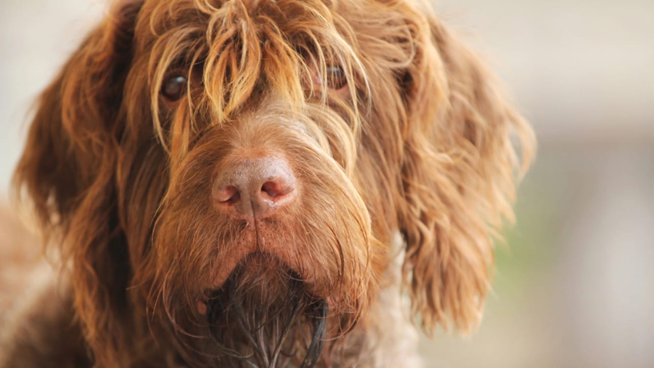 10 Unique Traits of the Wirehaired Pointing Griffon, Thanks to Mendel - They Have Bushy Mustaches Eyebrows dp11911314
