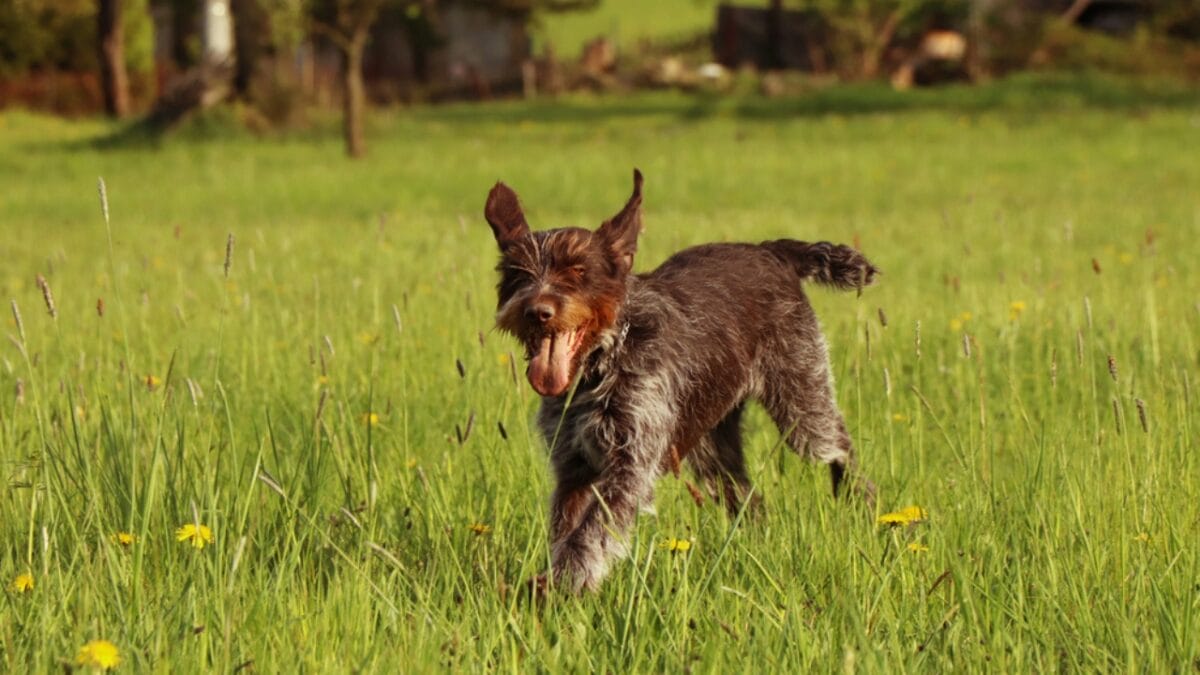 10 Unique Traits of the Wirehaired Pointing Griffon, Thanks to Mendel - They Have Serious Retrieving Tracking Chops dp391440400
