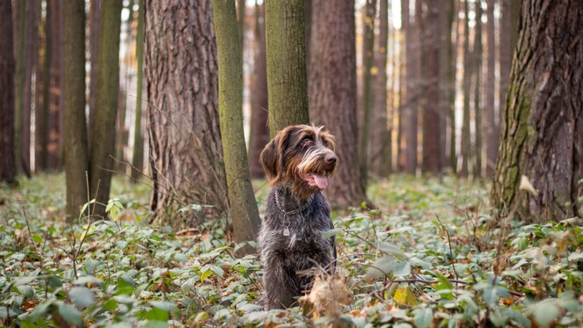 10 Unique Traits of the Wirehaired Pointing Griffon, Thanks to Mendel - They Have a Famous Royal Fan dp445834954