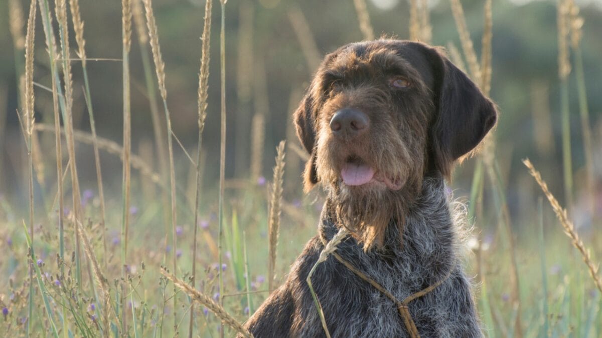 10 Unique Traits of the Wirehaired Pointing Griffon, Thanks to Mendel - They Were Bred to Be the Ultimate Versatile Hunting Dog dp443174034