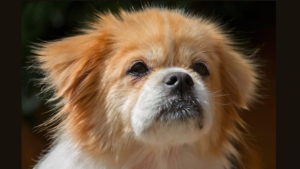 10 Centuries-Old Ways the Tibetan Spaniel Protected Temples & Its People - Tibetan spaniel dog ss406576003