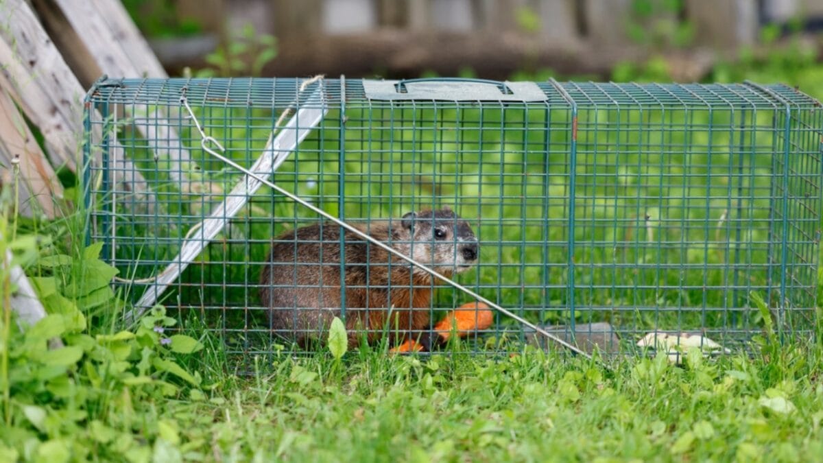18 Brilliant Ways to Banish Groundhogs from Your Garden - Trap Groundhog ss2469337693