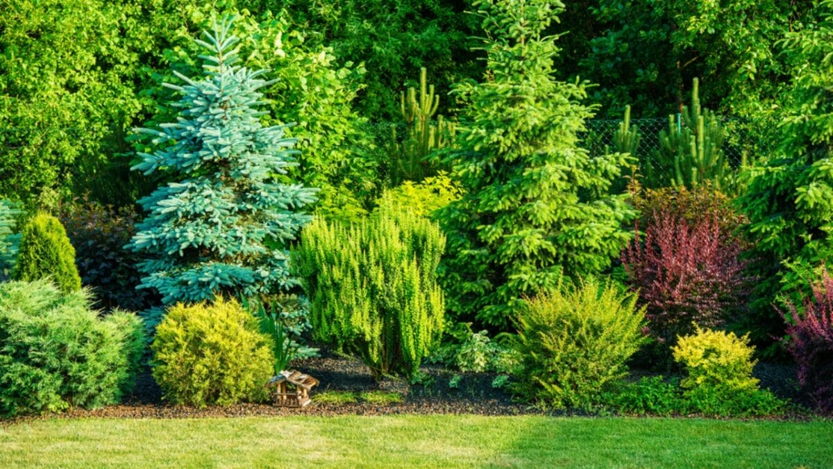 Planting Trees Can Boost Your Home's Value - Tree In Garden dp75573449