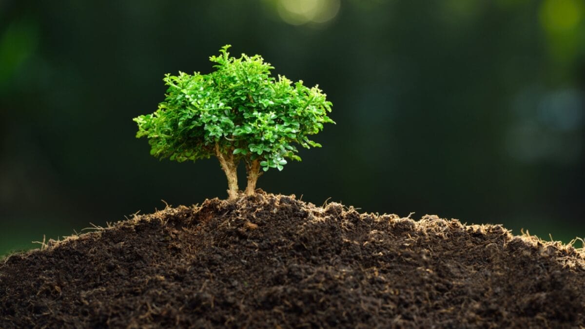Planting Trees Can Boost Your Home's Value - Tree in Soil ss344479013