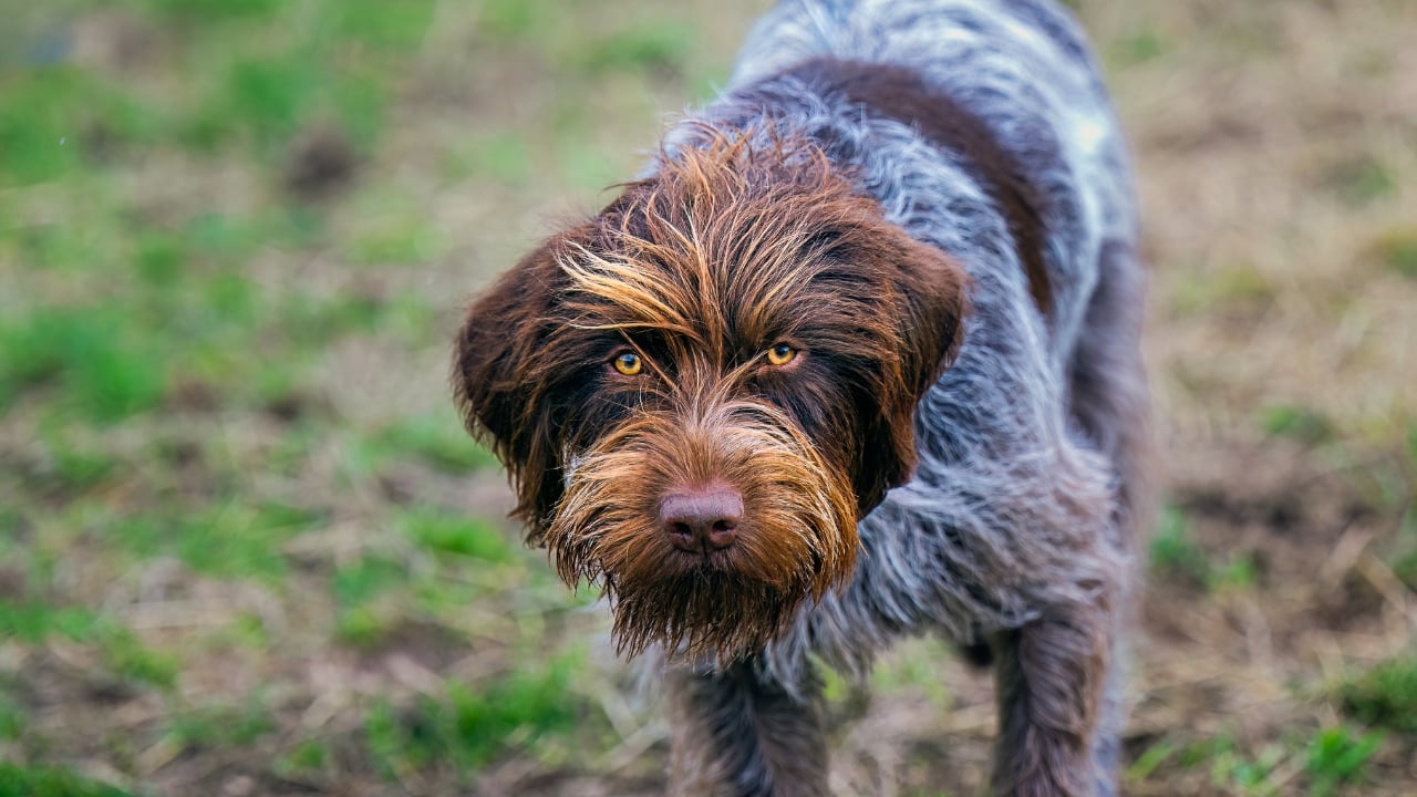 10 Unique Traits of the Wirehaired Pointing Griffon, Thanks to Mendel - WIREHAIRED POINTING GRIFFON ss2438213765