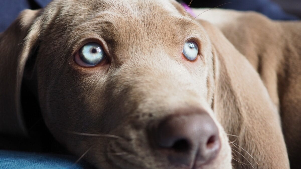 10 Dog Breeds with the Most Beautiful Eyes - Weimaraner dp78711762