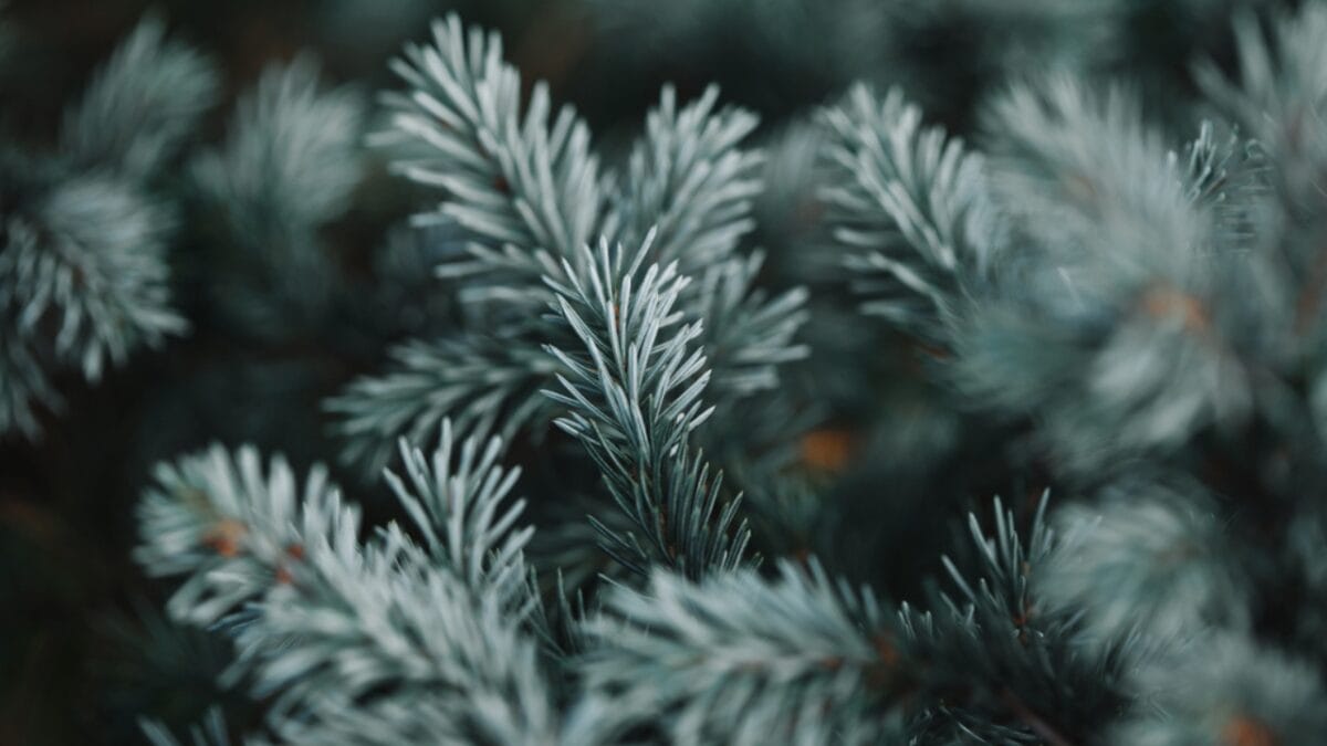 12 Most Beautiful Trees in America & What They Represent - White Pine dp206390346