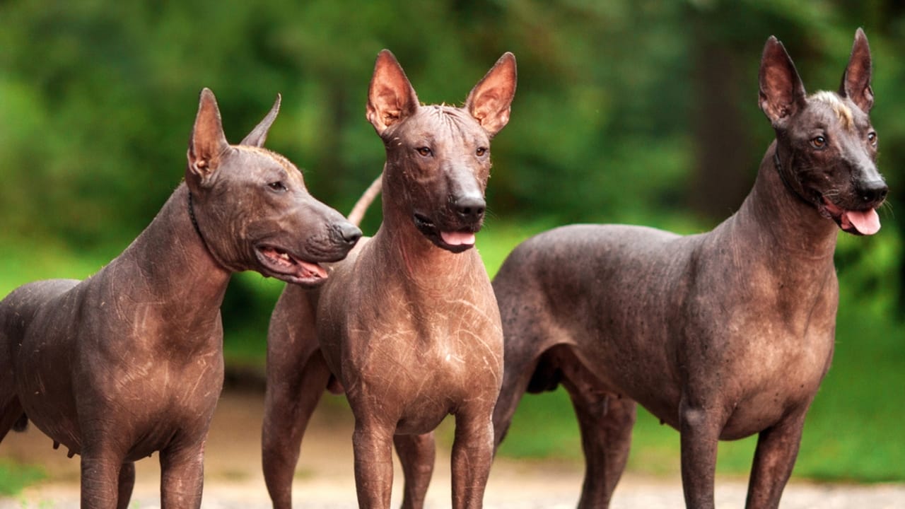The Xoloitzcuintli: 10 Reasons Why This Breed is Delightfully Weird & Wonderful - Xoloitzcuintli dp120110936