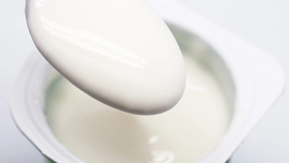 15 Foods That Can Help Your Sick Cat Start Eating Again - Yogurt dp12385805