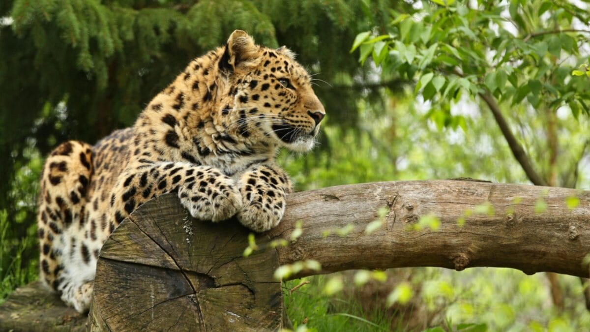 World’s Rarest Big Cat Fights for Survival With Less Than 80 Remaining - amur leopard habitat ss1064594189