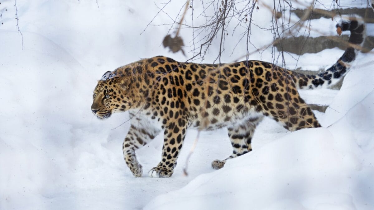 Life at -58°F: How 15 Arctic Species Thrive in the Cold - amur leopard in snow ss369804377