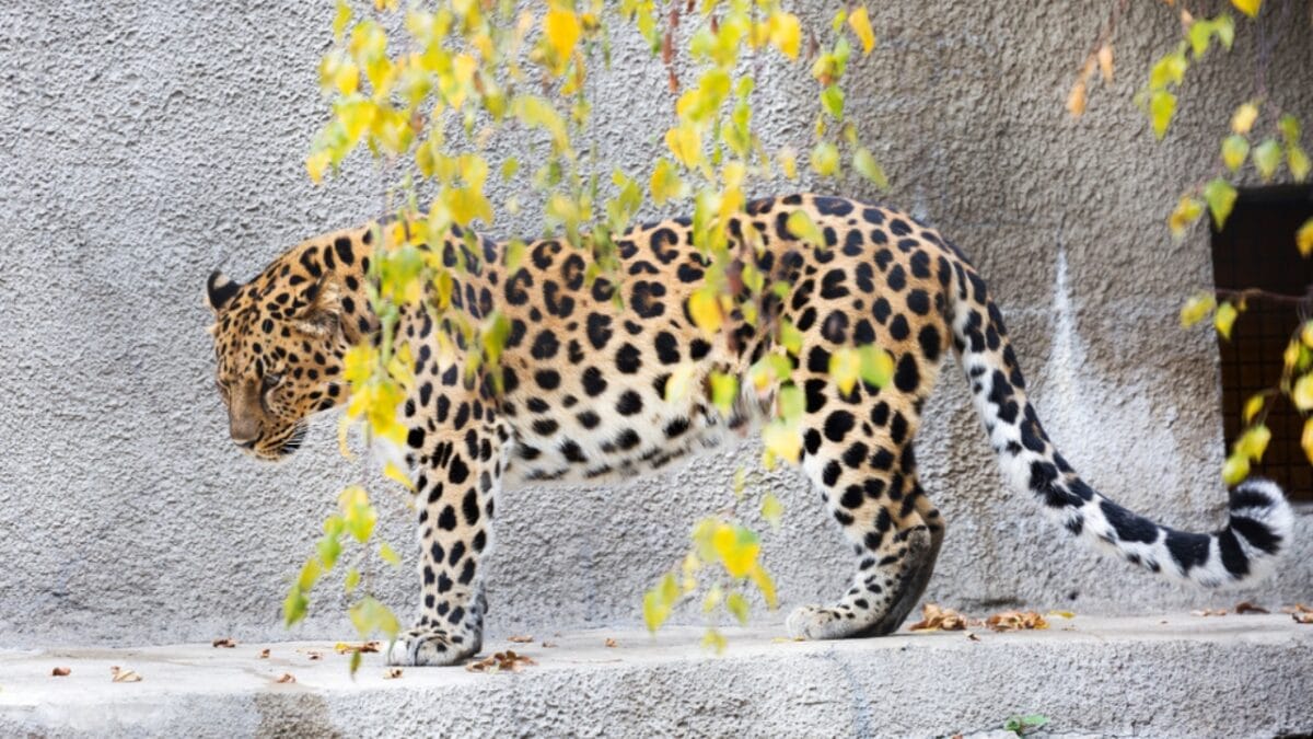 World’s Rarest Big Cat Fights for Survival With Less Than 80 Remaining - amur leopard poaching ss1201280029