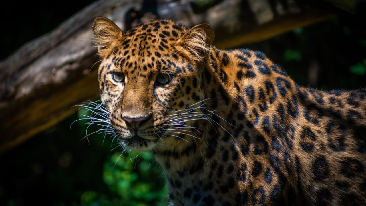 World’s Rarest Big Cat Fights for Survival With Less Than 80 Remaining - amur leopard ss2152622249