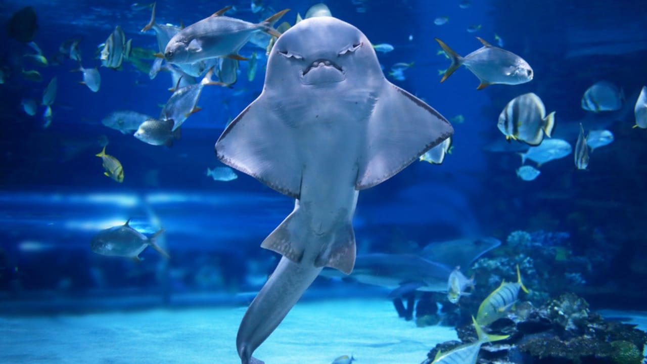 10 of the Rarest Animals on Earth - angel shark in aquarium ss420336745