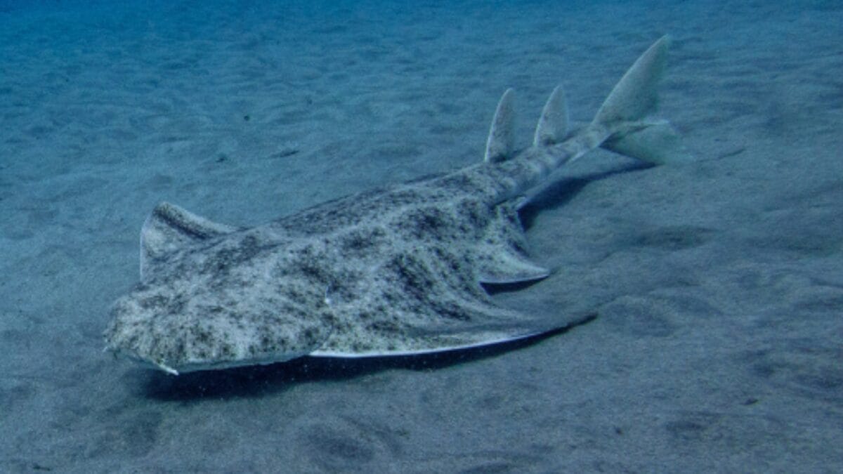 10 of the Rarest Animals on Earth - angelshark squatina ss1134019790
