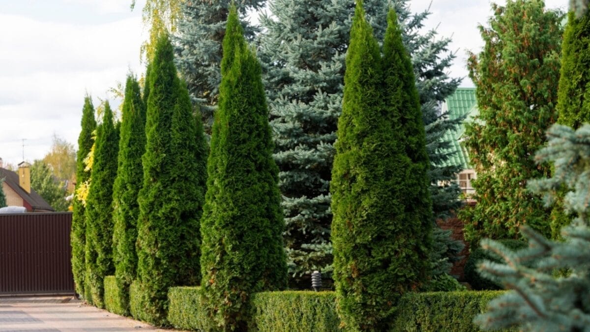 Say Goodbye to Garden Chores with These 20 Maintenance-Free Front Yard Ideas  - arborvitae trees ss2173376141