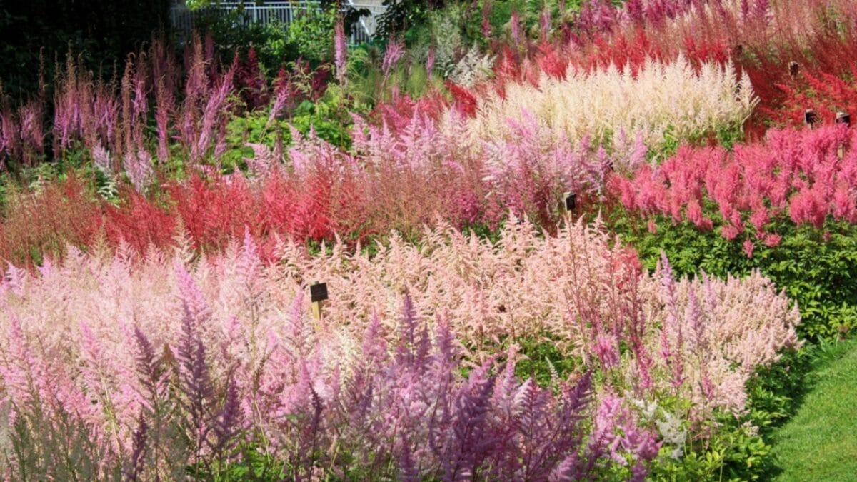 25 Hardy Outdoor Plants for Your Shady Garden Oasis - astilbe plant in garden ss2115955334