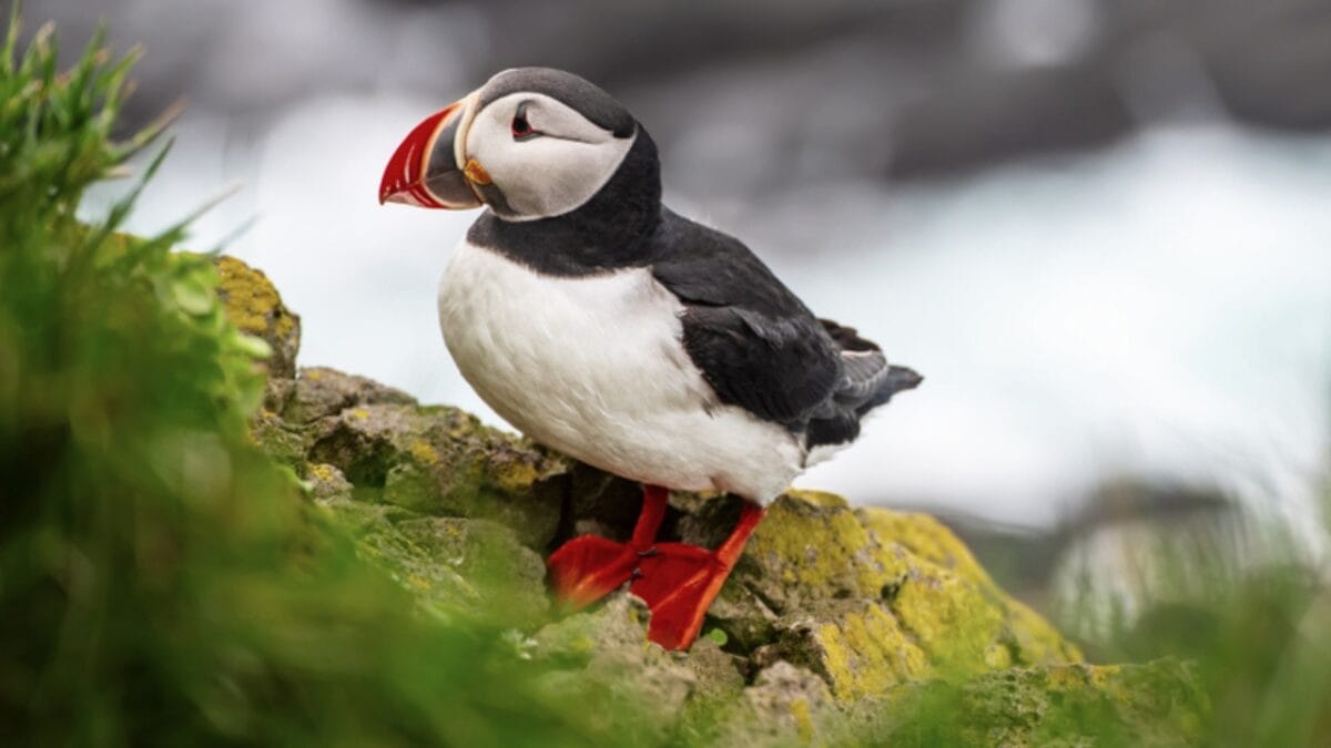 12 of the Most Beautiful Animals in the World - atlantic puffin ss1569118711